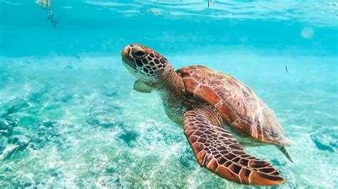 The BEST Cebu City Snorkeling 2024 .